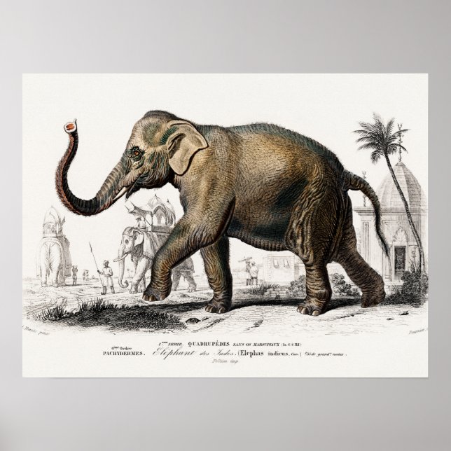 Ilustracion elefante Impresión de arte vintage (Frente)