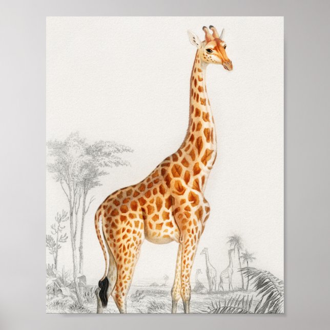 Ilustracion Giraffe Impresión de arte vintage (Frente)