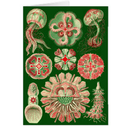 Ilustracion Haeckel Jellyfish
