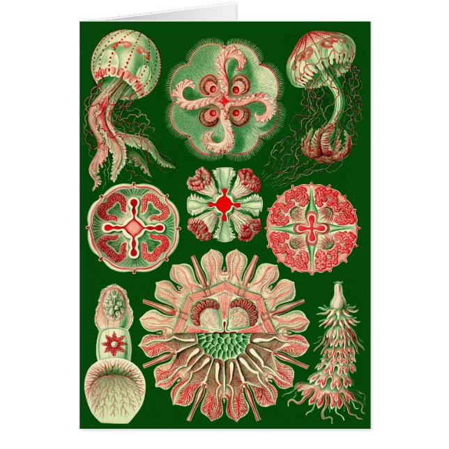 Ilustracion Haeckel Jellyfish (Frente)