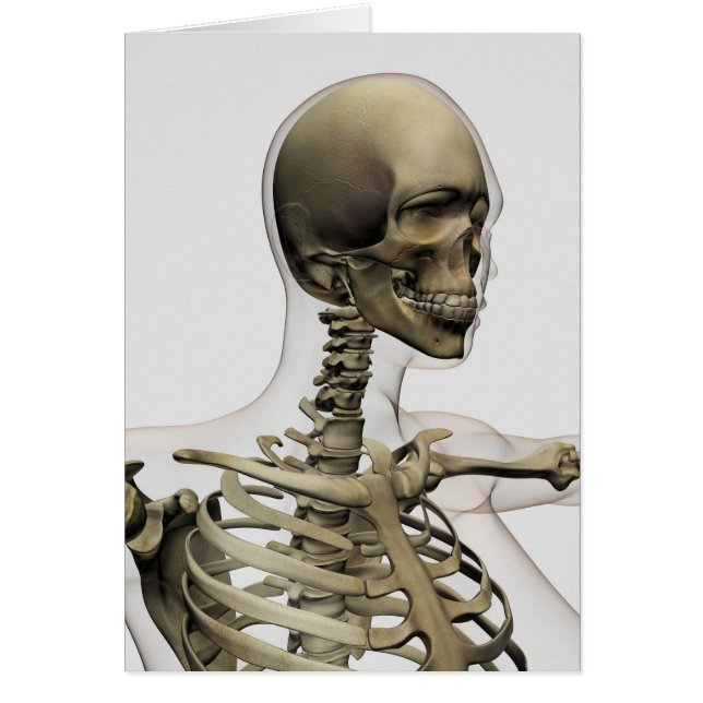 Ilustracion Médico De La Calavera De Una Mujer Y (Frente)