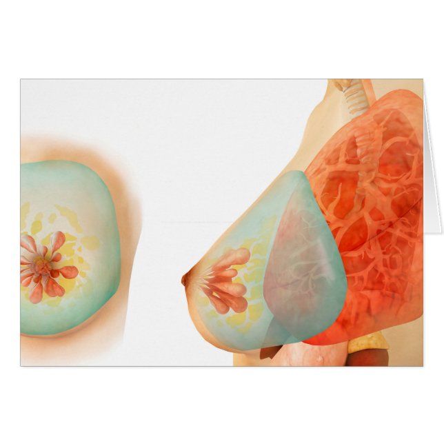 Ilustracion Médico De La Mama Femenina (Anverso (Horizontal))