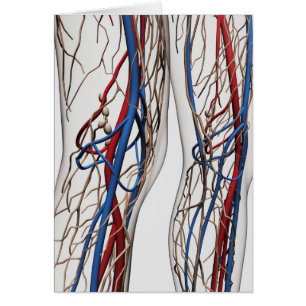 Ilustracion Médico De Las Arterias 1