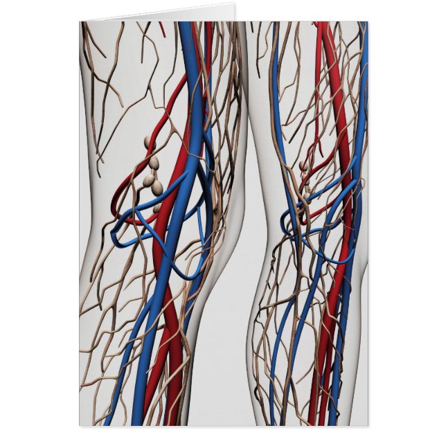 Ilustracion Médico De Las Arterias 1 (Frente)