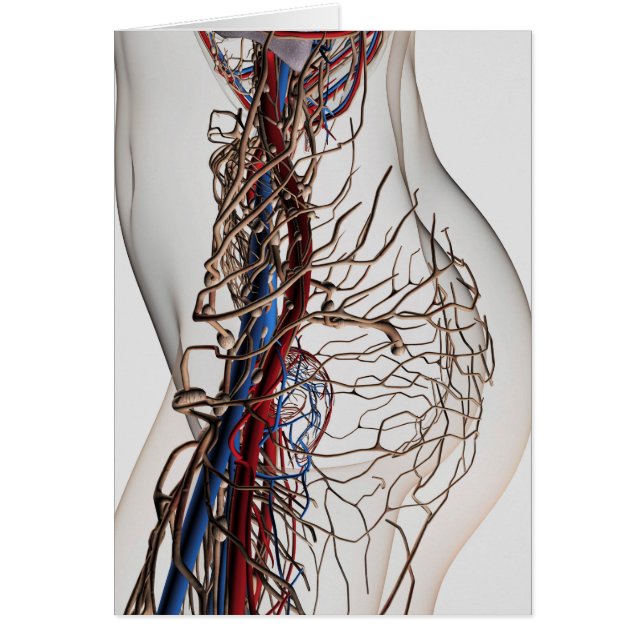 Ilustracion Médico De Las Arterias 2 (Frente)