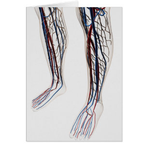 Ilustracion Médico De Las Arterias 3