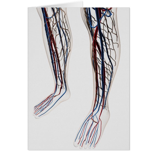 Ilustracion Médico De Las Arterias 3 (Frente)