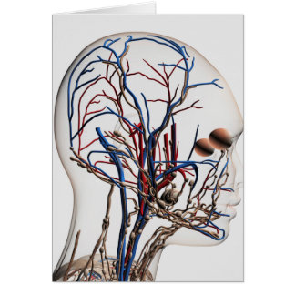 Ilustracion Médico De Las Arterias De Cabeza 1