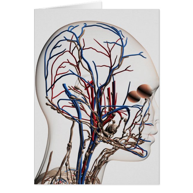 Ilustracion Médico De Las Arterias De Cabeza 1 (Frente)