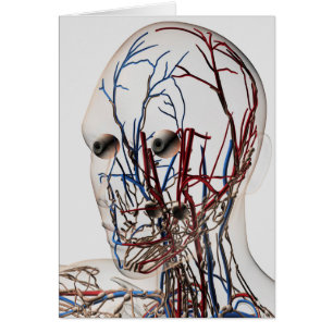 Ilustracion Médico De Las Arterias De Cabeza 2