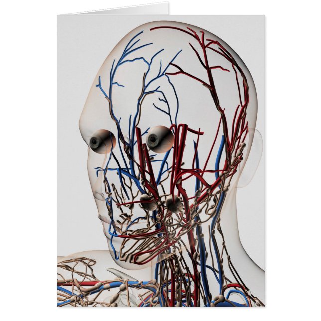 Ilustracion Médico De Las Arterias De Cabeza 2 (Frente)