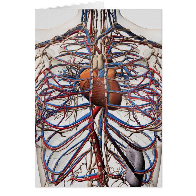 Ilustracion Médico De Las Arterias Femeninas (Frente)