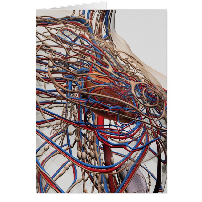 Ilustracion Médico De Las Arterias Femeninas (Frente)