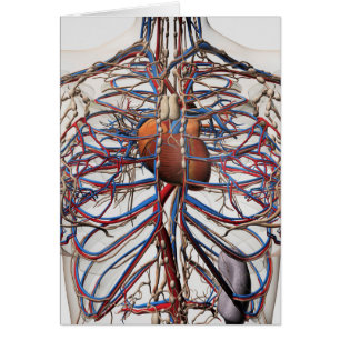Ilustracion médico de las arterias femeninas del