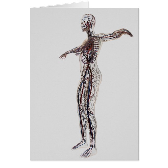 Ilustracion Médico De Las Arterias Femeninas, Vena (Frente)