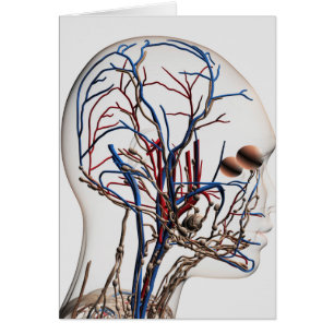Ilustracion médico de las arterias principales 1