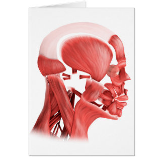 Ilustracion Médico De Los Músculos Faciales Mascul