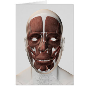 Ilustracion Médico De Los Músculos Faciales Mascul