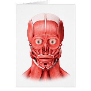 Ilustracion Médico De Los Músculos Faciales Mascul