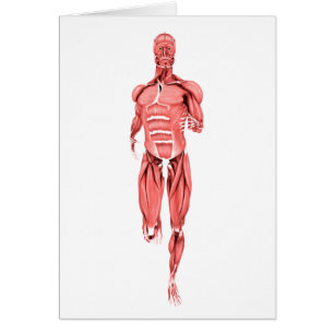 Ilustracion médico de los músculos masculinos qu
