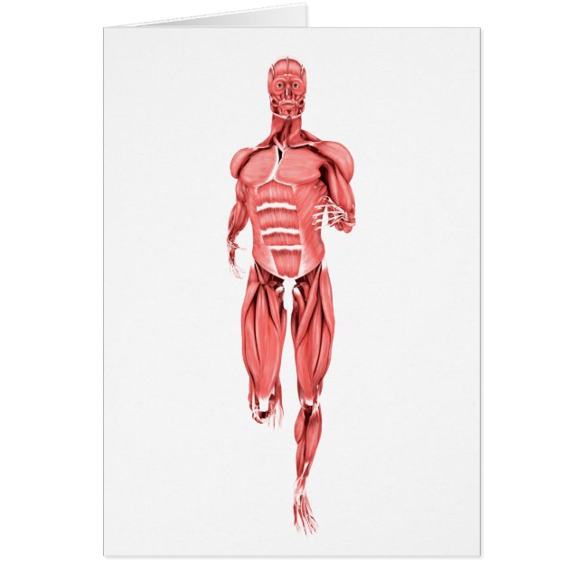 Ilustracion Médico De Los Músculos Masculinos Que  (Frente)