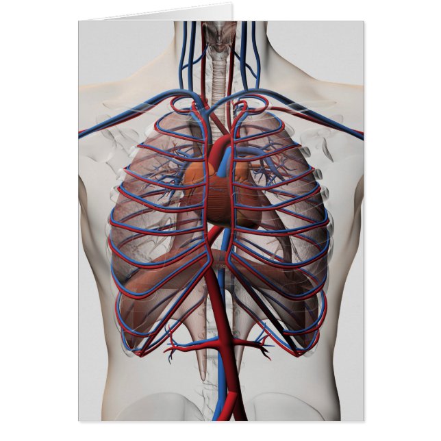 Ilustracion Médico De Masculino (Frente)