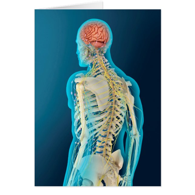 Ilustracion Médico Del Cerebro Humano Y El Estem C (Frente)