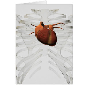 Ilustracion médico del corazón y de la caja