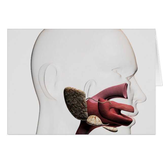 Ilustracion Médico Del Digestivo Humano (Anverso (Horizontal))