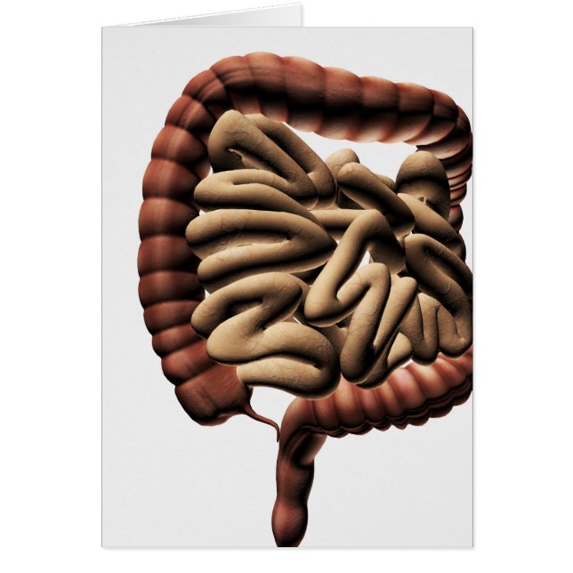 Ilustracion Médico Del Gran Intestino (Frente)