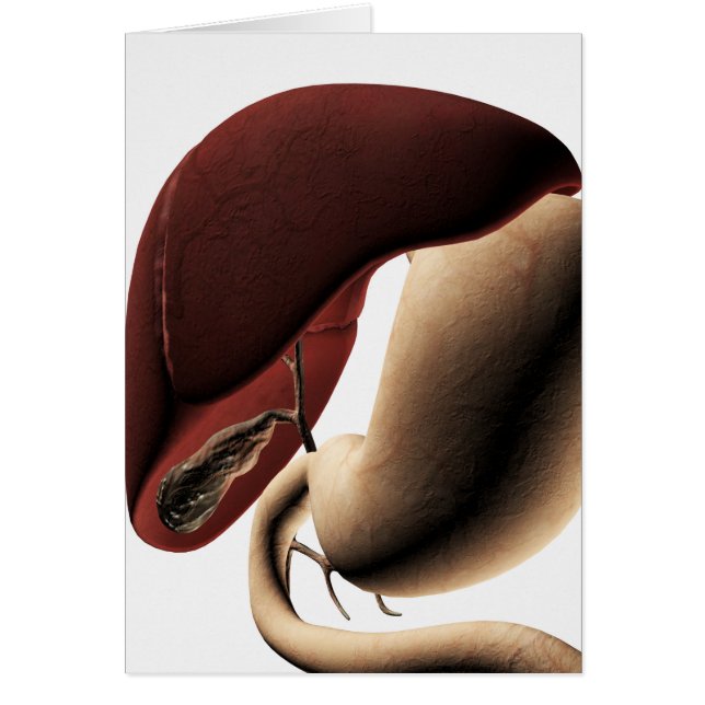 Ilustracion Médico Del Hígado Y Del Estómago (Frente)