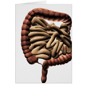 Ilustracion médico del intestino grueso