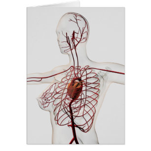 Ilustracion médico del sistema circulatorio