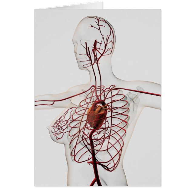 Ilustracion Médico Del Sistema Circulatorio Femeni (Frente)