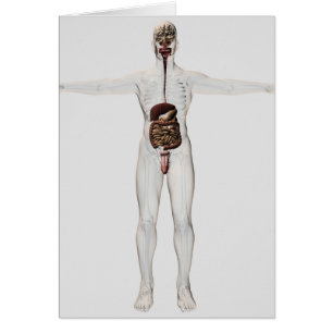 Ilustracion Médico Del Sistema Digestivo Masculino