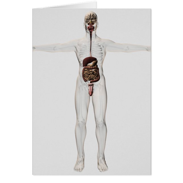 Ilustracion Médico Del Sistema Digestivo Masculino (Frente)