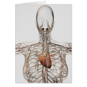 Ilustracion Médico Del Sistema Linfático Femenino
