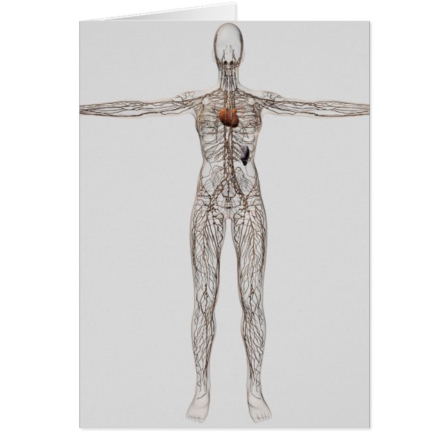 Ilustracion Médico Del Sistema Linfático Femenino (Frente)