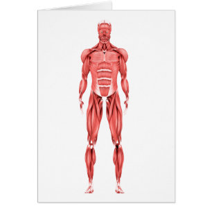 Ilustracion Médico Del Sistema Muscular Masculino