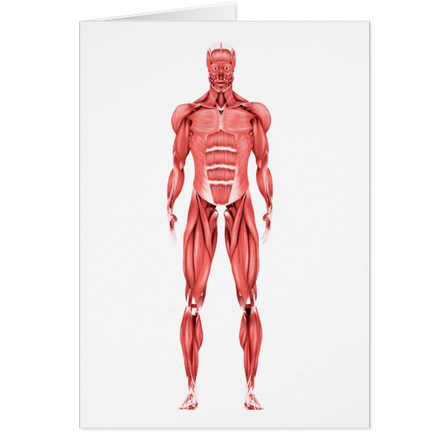 Ilustracion Médico Del Sistema Muscular Masculino  (Frente)