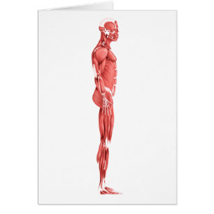 Ilustracion Médico Del Sistema Muscular Masculino