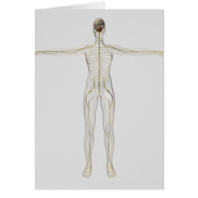 Ilustracion Médico Del Sistema Nervioso Humano (Frente)