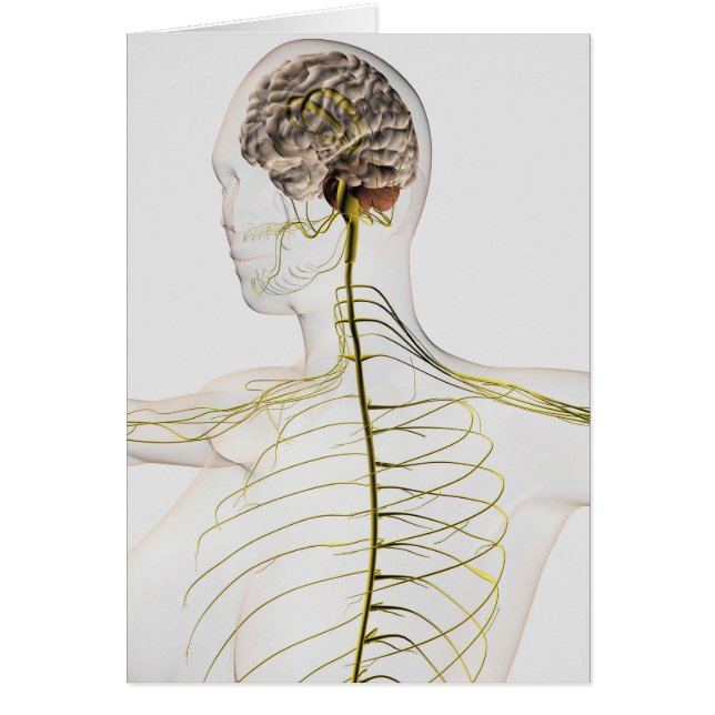 Ilustracion Médico Del Sistema Nervioso Humano (Frente)