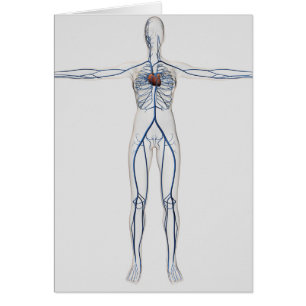 Ilustracion médico: Sistema circulatorio femenino
