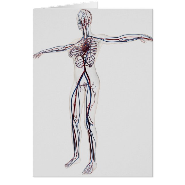 Ilustracion médico: Sistema circulatorio femenino  (Frente)