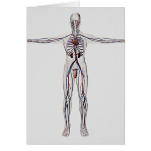 Ilustracion médico: Sistema reproductivo masculin