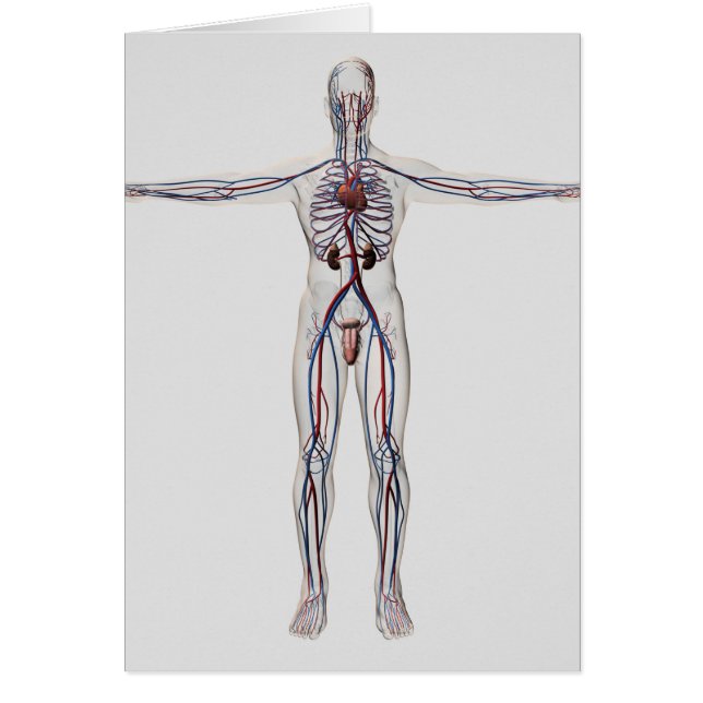 Ilustracion médico: Sistema reproductivo masculino (Frente)