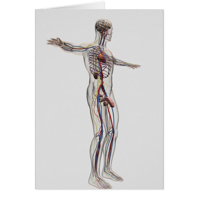 Ilustracion médico: Sistema reproductivo masculino (Frente)