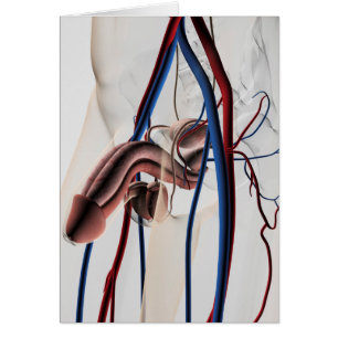 Ilustracion médico: Sistema reproductivo masculino