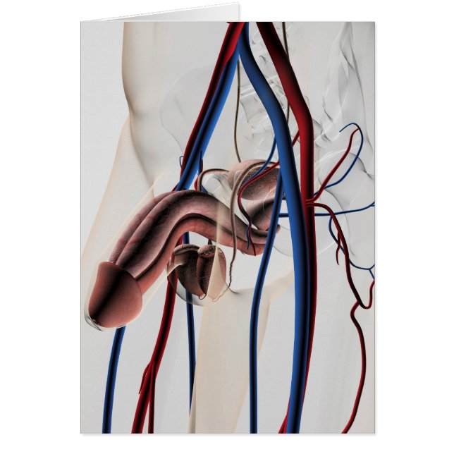 Ilustracion médico: Sistema reproductivo masculino (Frente)